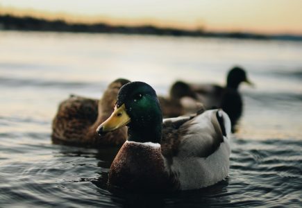 The duck on the financial payment pond
